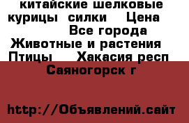 китайские шелковые курицы (силки) › Цена ­ 2 500 - Все города Животные и растения » Птицы   . Хакасия респ.,Саяногорск г.